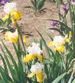 JPEG image