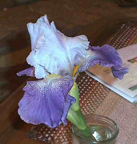 JPEG image