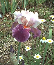 JPEG image