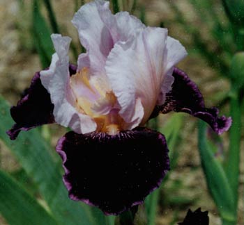 JPEG image