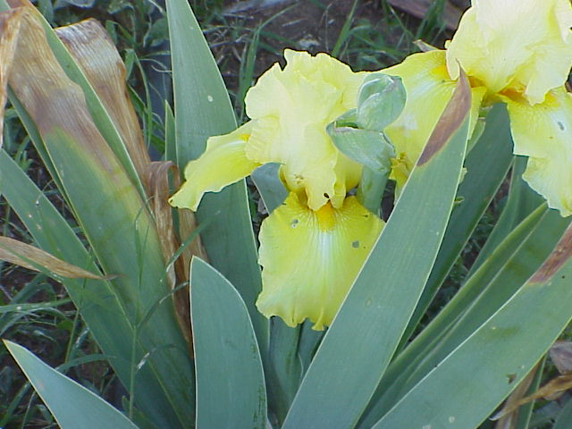 JPEG image