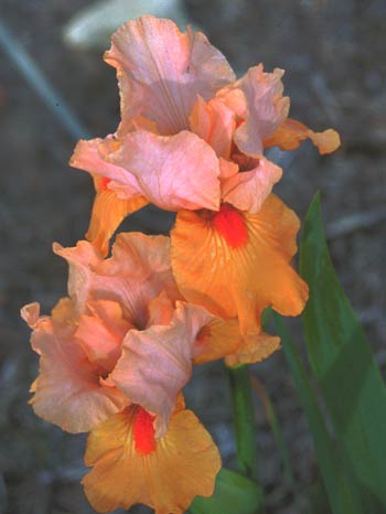 JPEG image