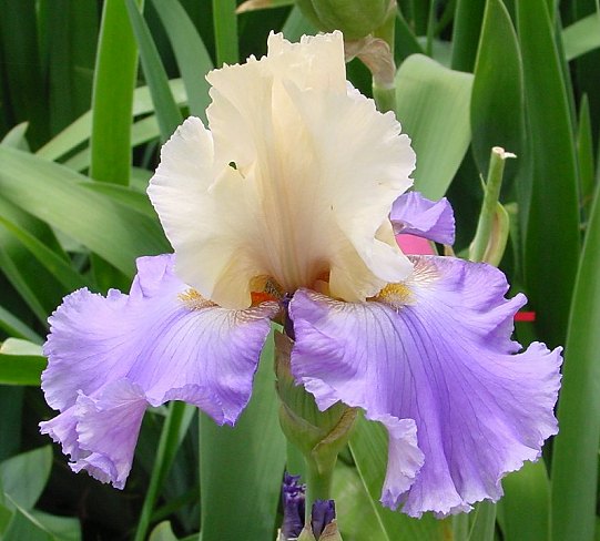 JPEG image