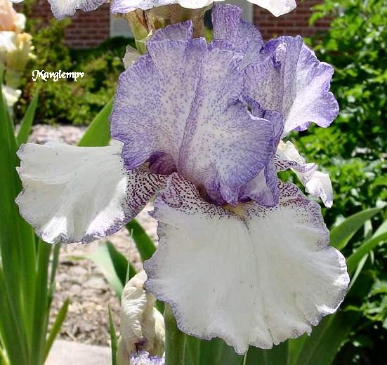JPEG image