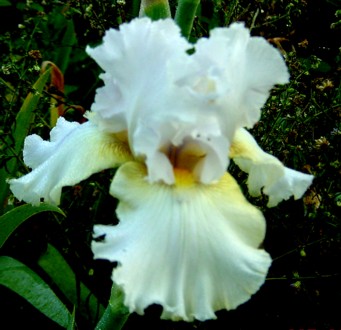 JPEG image