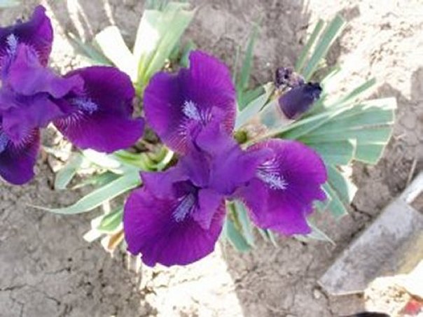 JPEG image
