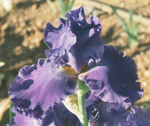 JPEG image