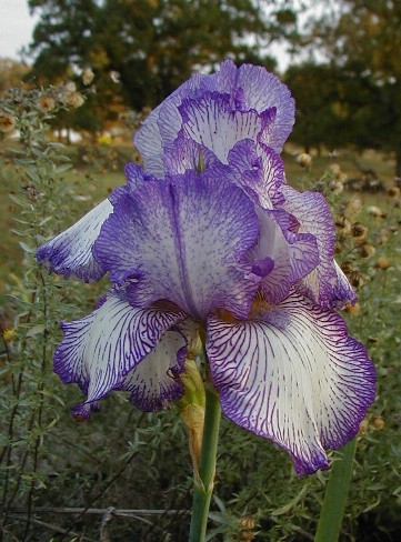 JPEG image