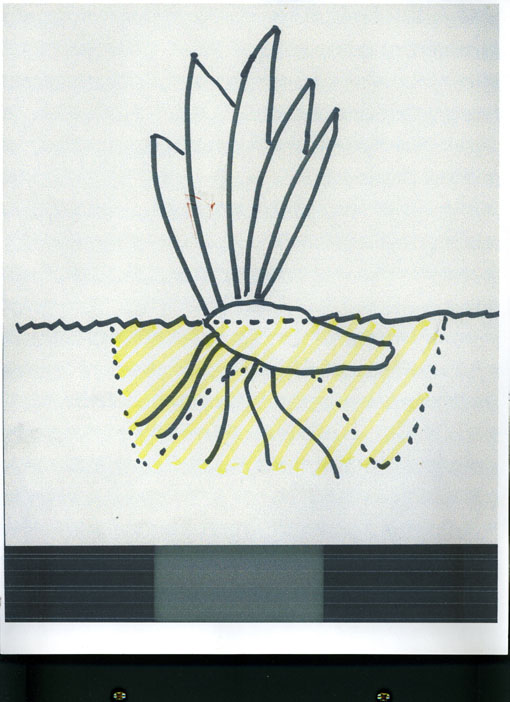 JPEG image