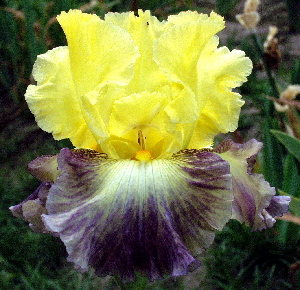 JPEG image