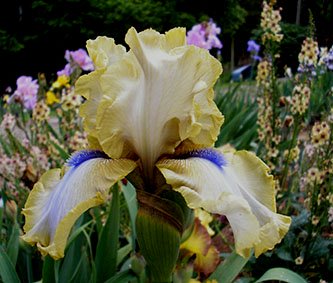 JPEG image
