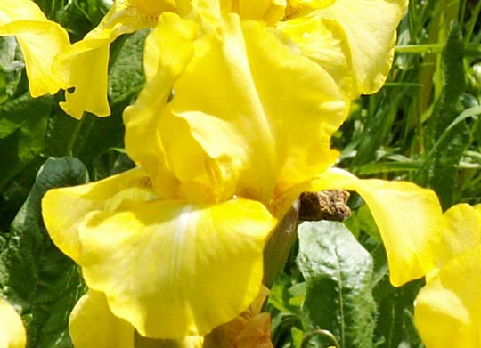 JPEG image
