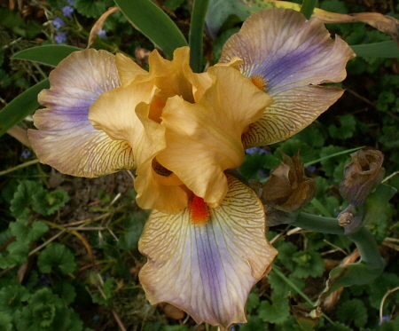 JPEG image