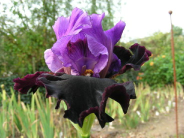 JPEG image