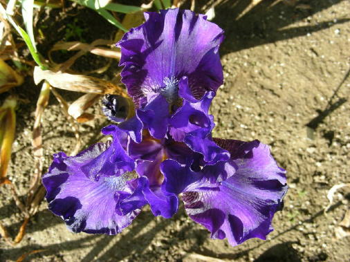 JPEG image