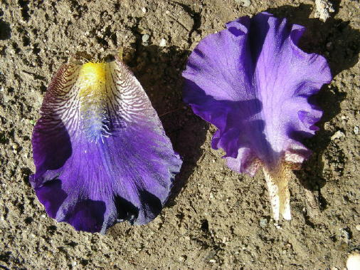 JPEG image