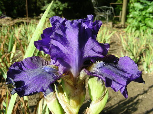 JPEG image