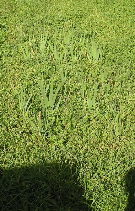 JPEG image