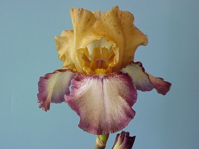JPEG image
