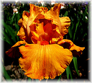 JPEG image