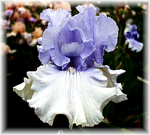 JPEG image