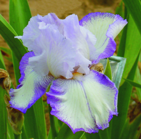 JPEG image