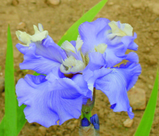 JPEG image