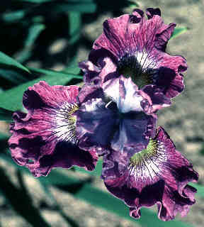 JPEG image