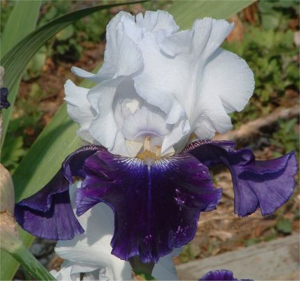JPEG image
