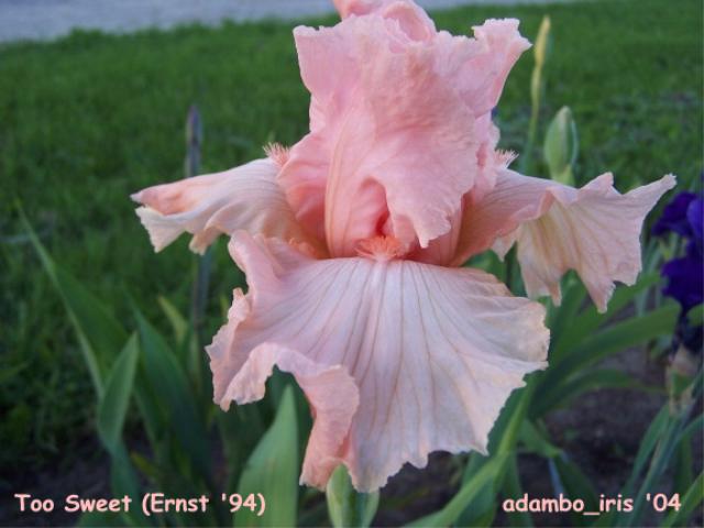 JPEG image