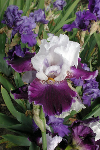 JPEG image