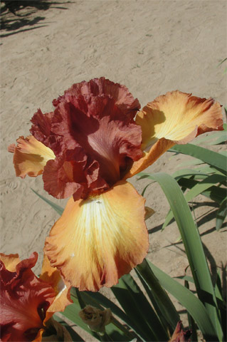 JPEG image