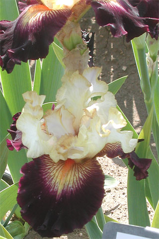 JPEG image