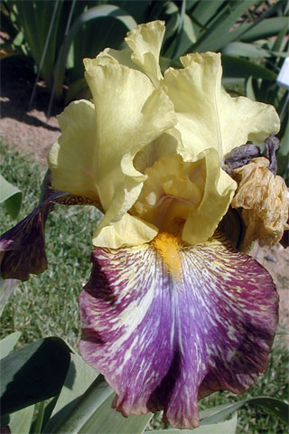 JPEG image
