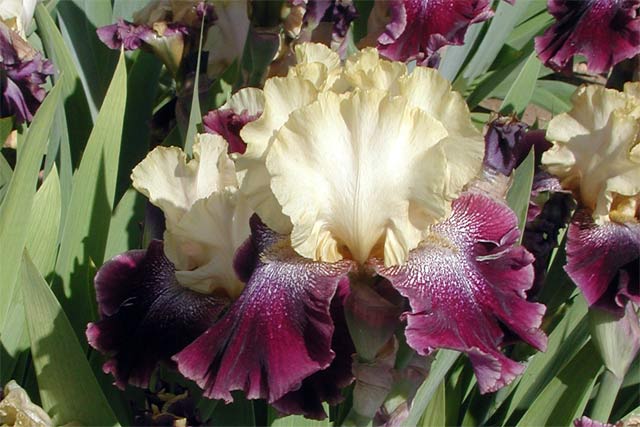 JPEG image