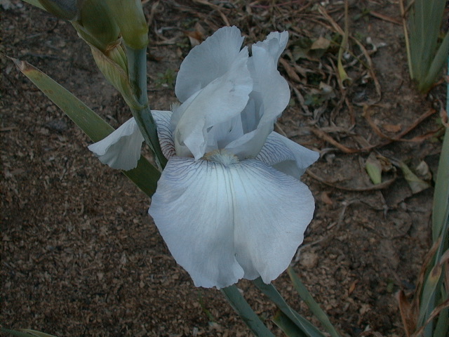 JPEG image