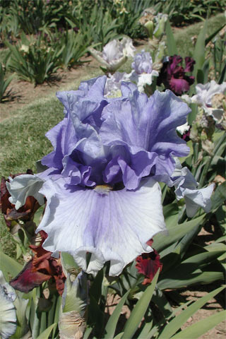 JPEG image