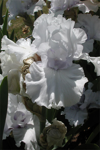JPEG image