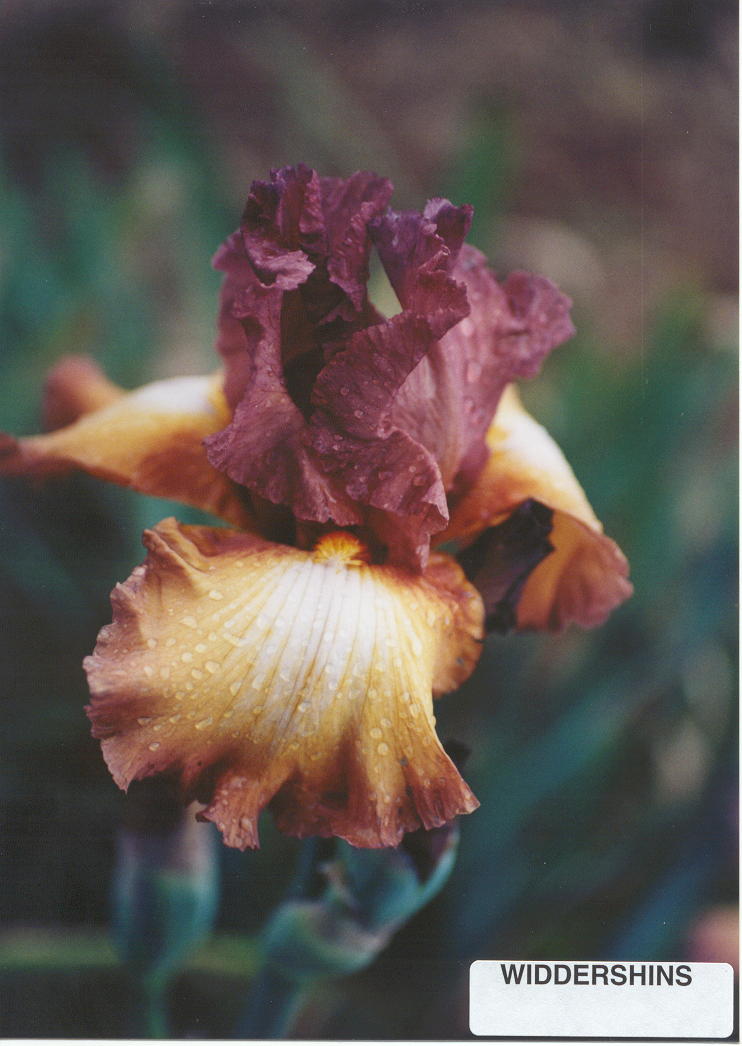 JPEG image