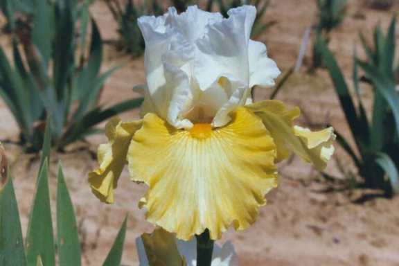 JPEG image