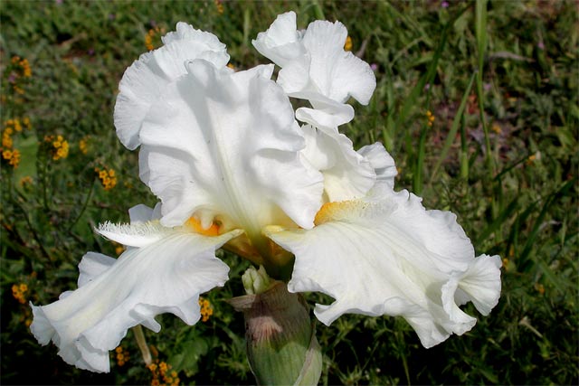 JPEG image