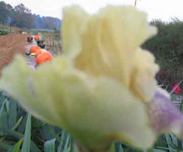 JPEG image