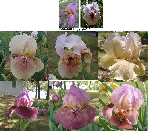 JPEG image