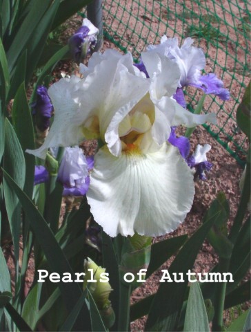 JPEG image