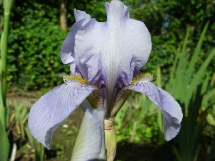 JPEG image