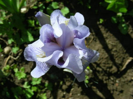 JPEG image