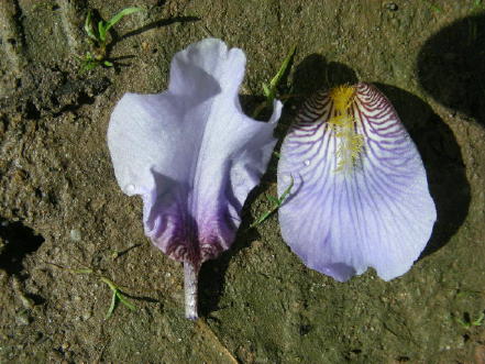 JPEG image