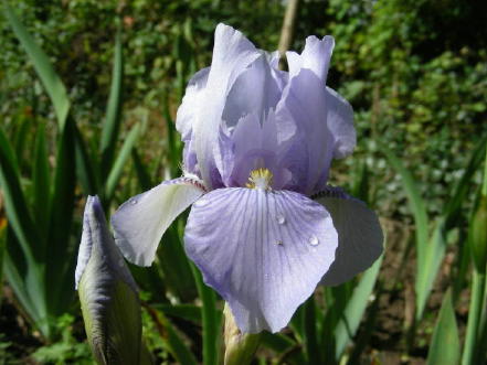 JPEG image