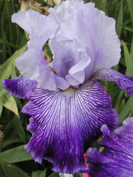 JPEG image