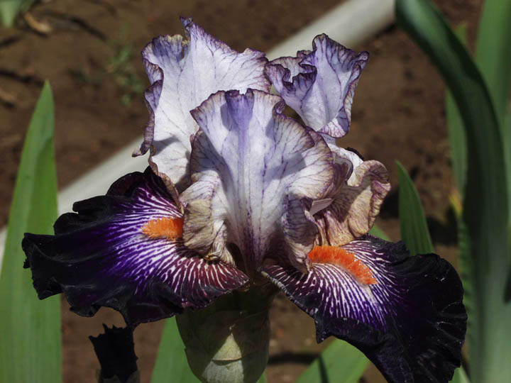 JPEG image